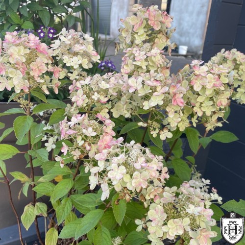 Hydrangea paniculata 'Panflora' - Aedhortensia 'Panflora' C5/5L